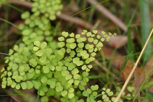 Adiantum aethiopicum (common maidenhair fern) (alternate view 9)