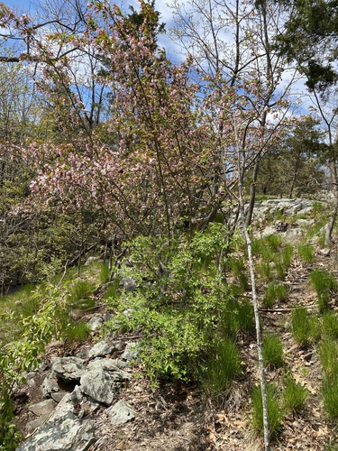 Malus × floribunda (Japanese Crabapple) (alternate view 7)