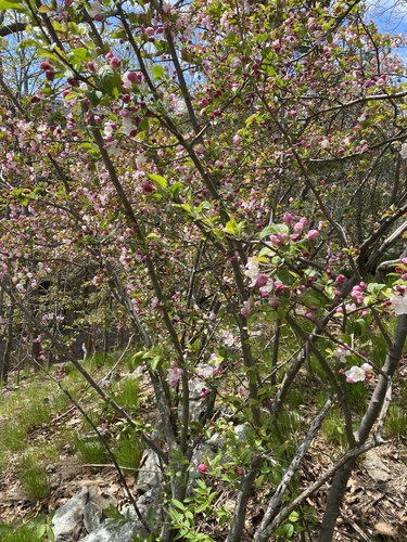 Malus × floribunda (Japanese Crabapple) (alternate view 8)
