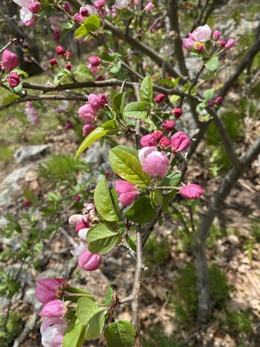 Malus × floribunda (Japanese Crabapple) (alternate view 9)