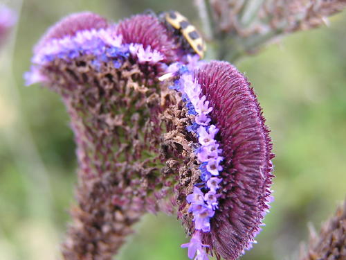 Verbena bonariensis (tall verbena, Brazilian verbena) (alternate view 4)