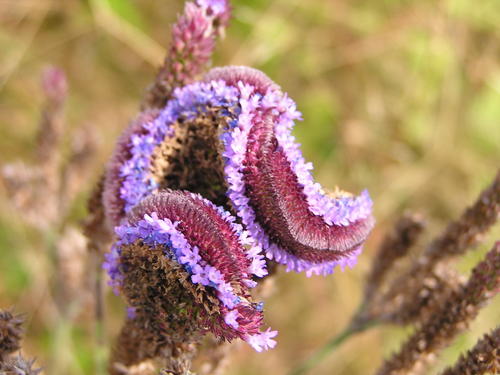 Verbena bonariensis (tall verbena, Brazilian verbena) (alternate view 5)