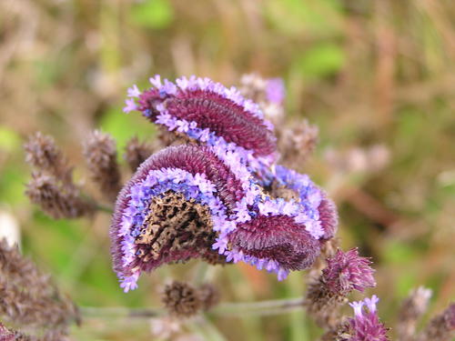 Verbena bonariensis (tall verbena, Brazilian verbena) (alternate view 6)