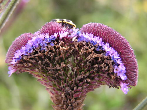 Verbena bonariensis (tall verbena, Brazilian verbena) (alternate view 7)