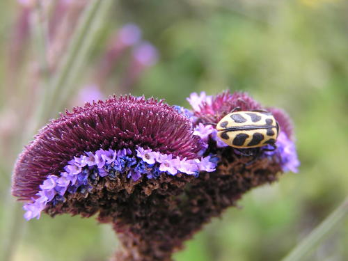 Verbena bonariensis (tall verbena, Brazilian verbena) (alternate view 8)