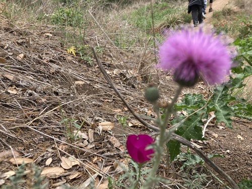Cirsium texanum (Texas Thistle) (alternate view 2)