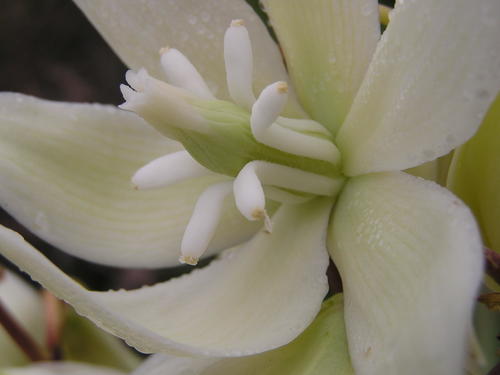 Yucca gloriosa var. tristis (weeping yucca)