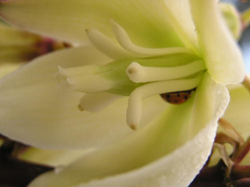 Yucca gloriosa var. tristis (weeping yucca) (alternate view 2)