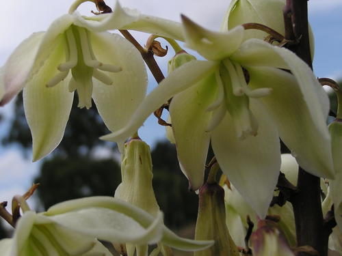 Yucca gloriosa var. tristis (weeping yucca) (alternate view 3)