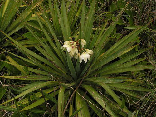 Yucca gloriosa var. tristis (weeping yucca) (alternate view 4)