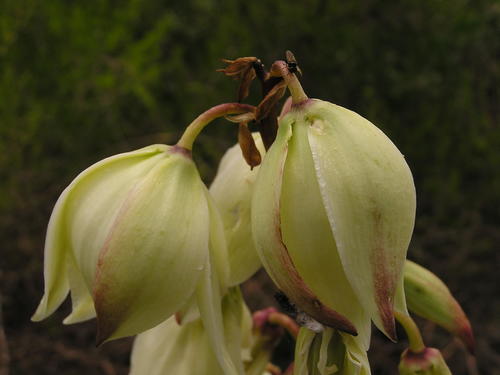 Yucca gloriosa var. tristis (weeping yucca) (alternate view 5)
