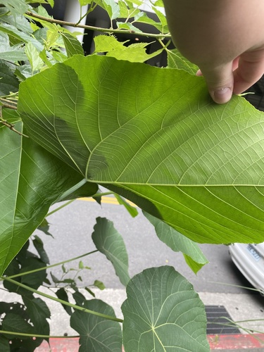 Macaranga tanarius (Elephant's Ear)