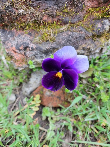 Viola × wittrockiana (pansy)
