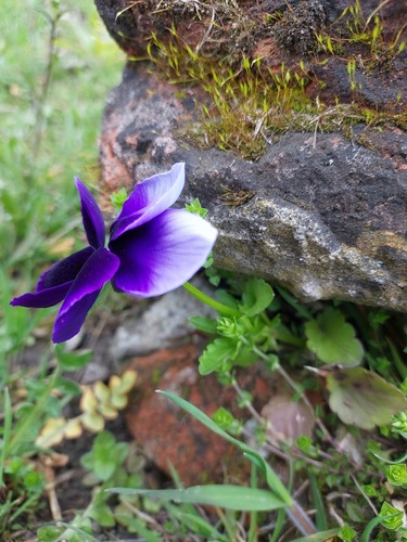 Viola × wittrockiana (pansy) (alternate view 2)