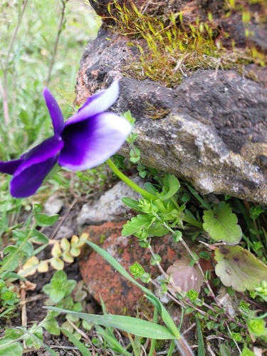 Viola × wittrockiana (pansy) (alternate view 3)