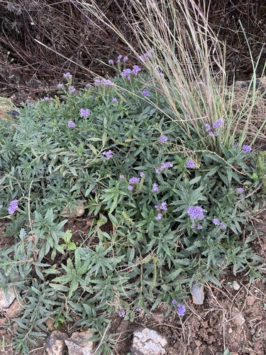 Heliotropium amplexicaule (fragrant heliotrope) (alternate view 10)