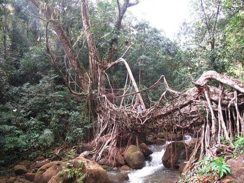 Ficus elastica (Rubber Plant) (alternate view 4)