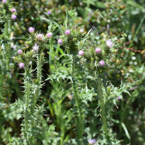 Carduus tenuiflorus (slenderflower thistle) (alternate view 3)