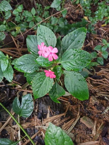Impatiens walleriana (bedding impatiens) (alternate view 2)