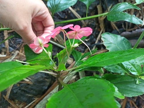 Impatiens walleriana (bedding impatiens) (alternate view 3)