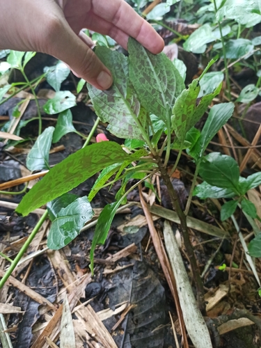 Impatiens walleriana (bedding impatiens) (alternate view 4)