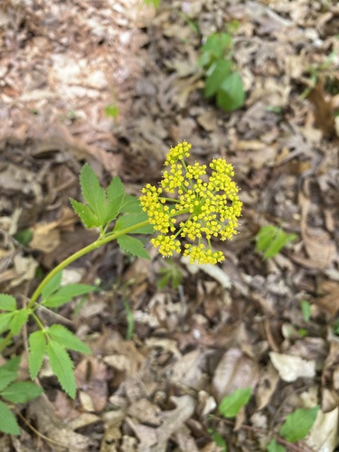 Zizia aurea (Golden Alexanders)