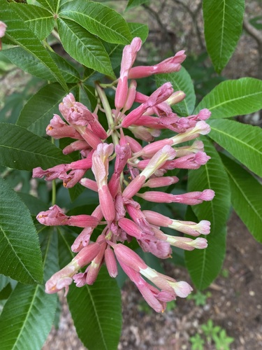 Aesculus (buckeyes and horse-chestnuts) (alternate view 3)