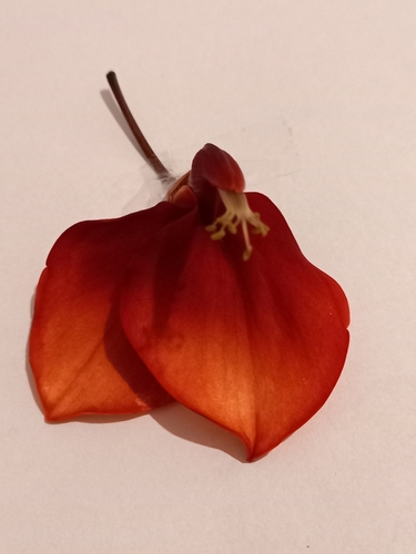 Erythrina crista-galli (Cockspur coral tree)