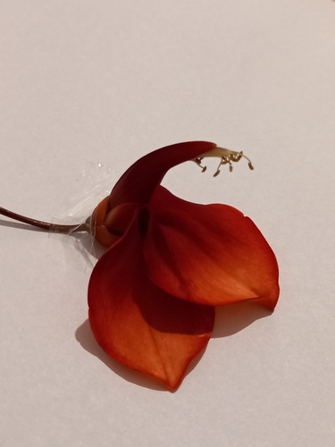 Erythrina crista-galli (Cockspur coral tree) (alternate view 2)