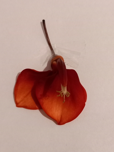 Erythrina crista-galli (Cockspur coral tree) (alternate view 3)
