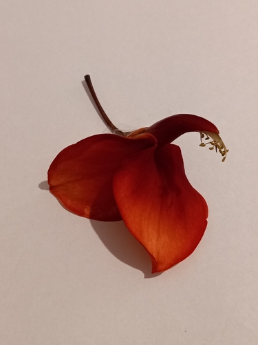 Erythrina crista-galli (Cockspur coral tree) (alternate view 4)