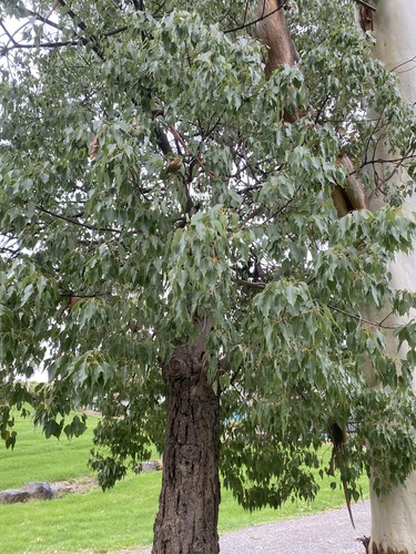 Brachychiton populneus (kurrajong)
