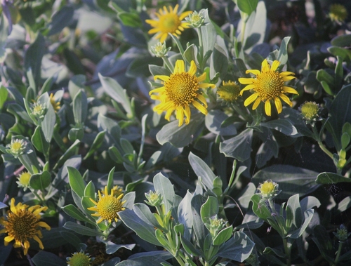 Borrichia frutescens (sea ox-eye) (alternate view 3)