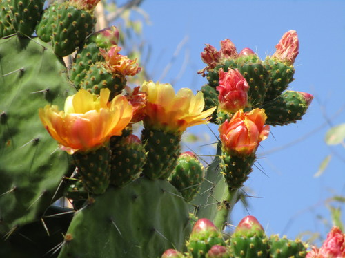 Opuntia tomentosa (Woollyjoint Pricklypear)