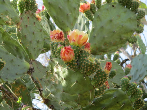 Opuntia tomentosa (Woollyjoint Pricklypear) (alternate view 2)