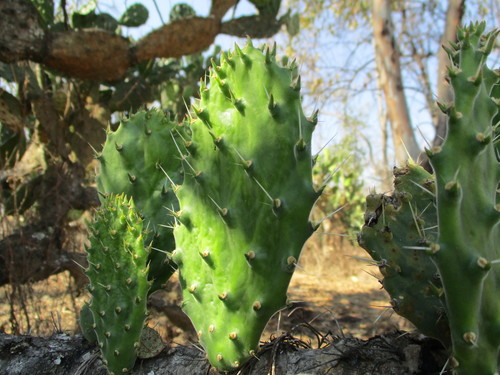 Opuntia tomentosa (Woollyjoint Pricklypear) (alternate view 3)