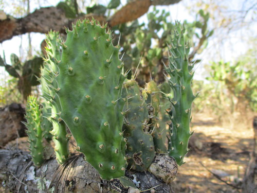 Opuntia tomentosa (Woollyjoint Pricklypear) (alternate view 4)