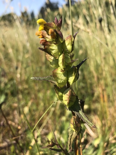 Rhinanthus minor (Yellow Rattle)