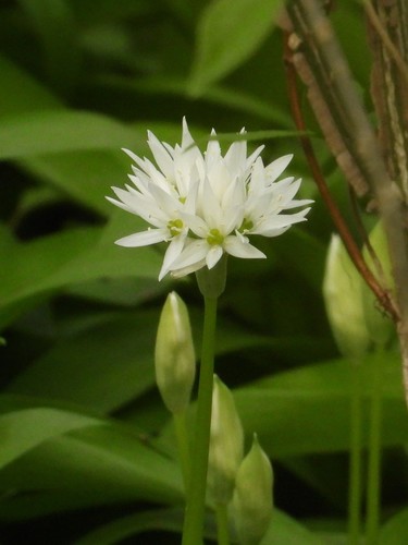 Allium ursinum (Ramsons)