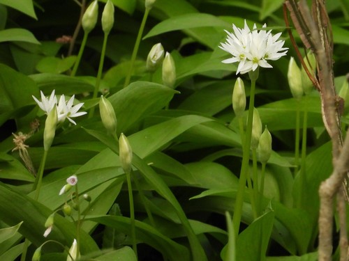 Allium ursinum (Ramsons)