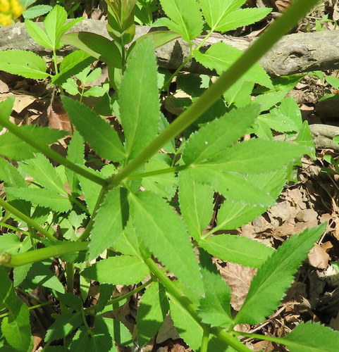 Zizia aurea (Golden Alexanders)
