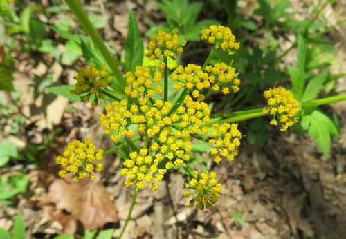 Zizia aurea (Golden Alexanders)