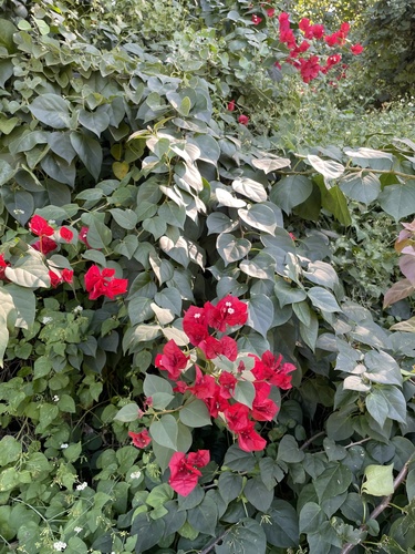 Bougainvillea × buttiana (garden bougainvillea) (alternate view 6)
