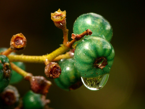 Miconia