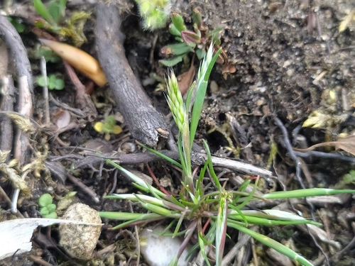 Aira praecox (early hair grass)