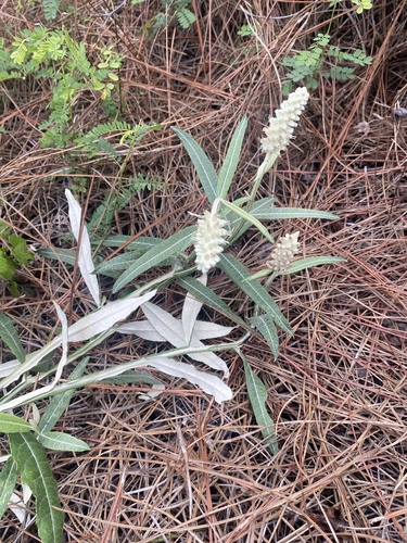 Pterocaulon pycnostachyum (blackroot) (alternate view 3)