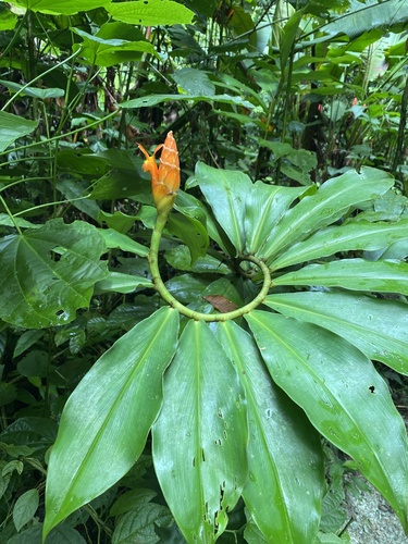 Costus (spiral gingers) (alternate view 10)