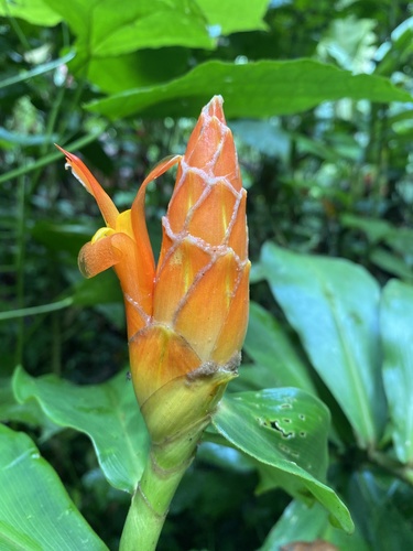 Costus (spiral gingers) (alternate view 11)
