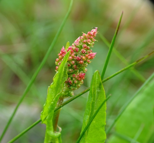 Rumex acetosa (Sorrel)