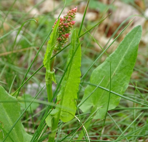Rumex acetosa (Sorrel) (alternate view 2)
